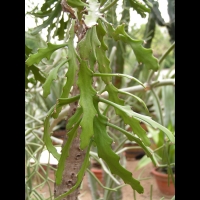 Euphorbe - Euphorbia Ramipressa (fam Euphorbiacees) (Madagascar) (03)